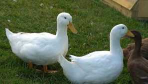 Storozheva spenleen vigilantly spremlja naše dvorišče